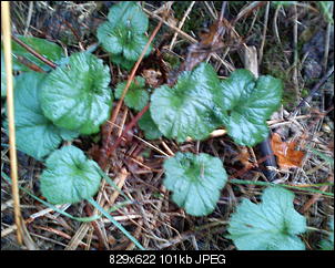 Unbekannte Pflanzen!-dsc00082.jpg