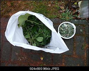 Was f�ttert ihr euren Nienchen heute?-p1010281-mittel-.jpg
