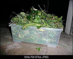 Was f�ttert ihr euren Nienchen heute?-p1010718-mittel-.jpg