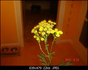 Pflanzen - nur Bilder-dsc01810.jpg