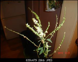 Pflanzen - nur Bilder-dsc01812.jpg