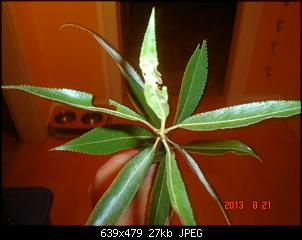 Pflanzen - nur Bilder-dsc01814.jpg
