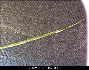 Schimmel im grass?!-image.jpg