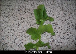 Was ist das?-104_0134.jpg