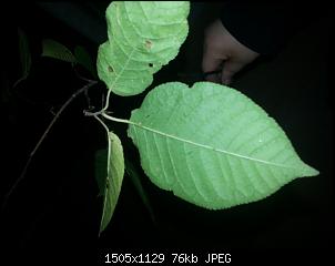 Welches Heu?-20131025_123447.jpg