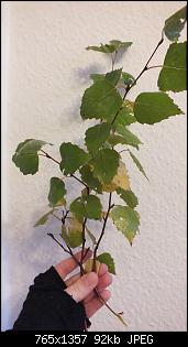 Wald u. Wiese in und um M�lheim gesucht-dscf1907.jpg