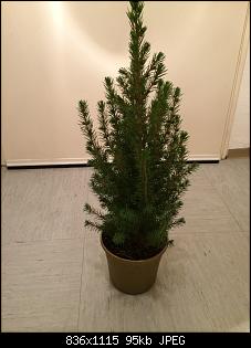 Weihnachtsb�umchen Zuckerhutfichte - giftig?-img_1371.jpg