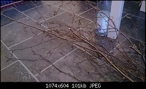 Was ist das f�r ein Baum? :/-dsc_0013.jpg