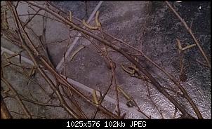 Was ist das f�r ein Baum? :/-dsc_0016.jpg