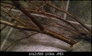 Was ist das f�r ein Baum? :/-dsc_0018.jpg
