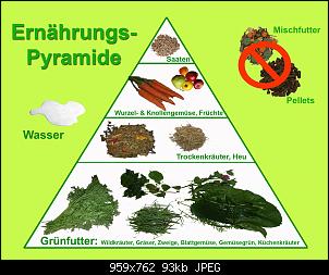 wichtig: Mythos Kohl-ernaehrungs-pyramide-kaninchen-kopie.jpg