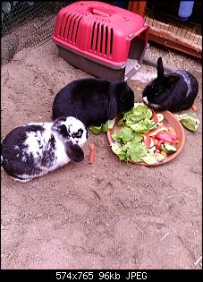 was gibt ihr euren ninchen t�glich zu fressen mit foto?-img_20140314_104926.jpg