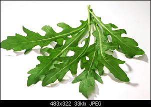L�wenzahn, Rucola (Rauke)?-rucola.jpg