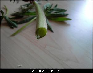 Unbekannte Pflanzen!-20140430_183646.jpg