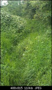 Bilder eurer Sammelwiesen-img-20140509-wa0001.jpg