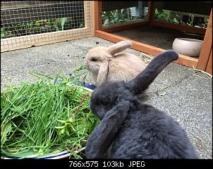 Futter bisher nur 1 Mal am Tag..-image.jpg