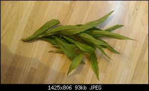 Pflanzen - nur Bilder-image.jpg