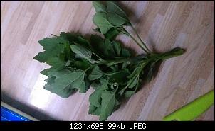 Pflanzen - nur Bilder-image.jpg