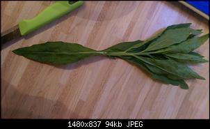 Pflanzen - nur Bilder-image.jpg