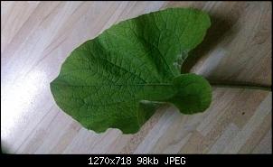 Pflanzen - nur Bilder-image.jpg
