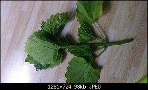 Pflanzen - nur Bilder-image.jpg