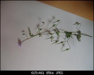 Was werden meine Zwerge da bekommen...?-cimg8906.jpg