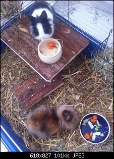 8 Wochen alte Zwerge - Futterumstellung-anhang-9.jpg