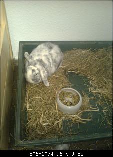 Kaninchen frisst nur Trockenfutter-bild0987.jpg