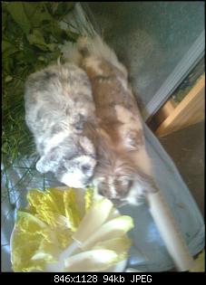 Kaninchen frisst nur Trockenfutter-bild1051.jpg