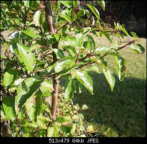 Mandelbaum + wer kennt diese Pflanzen?-dscn4853.jpg