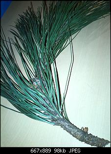 Tanne, Fichte ????-img_20141225_203253.jpg