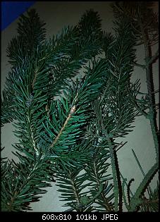 Tanne, Fichte ????-img_20141225_203532.jpg