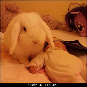 wie f�ttern wenn nur 1Kaninchen zu dick ist-img_20150201_150102.jpg