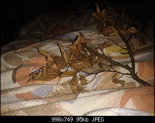 Klicke auf die Grafik f�r eine gr��ere Ansicht

Name:	2015-02-03 16.57.30.jpg
Hits:	110
Gr��e:	95,1 KB
ID:	36191