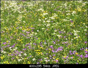 Wiese-wiese-1-.jpg