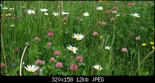 Wiese-wiese4.jpg
