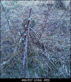 Unbekannte Pflanzen!-img_20150403_171050-1.jpg