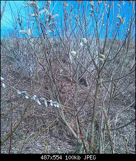 Unbekannte Pflanzen!-img_20150403_170958-1.jpg