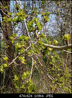 Unbekannte Pflanzen!-img_20150409_100635.jpg