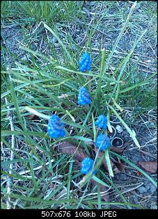 Unbekannte Pflanzen!-img_20150409_161339.jpg
