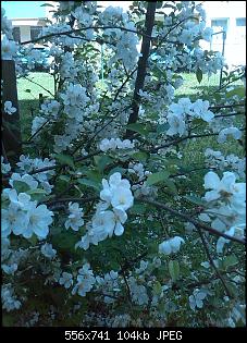 Unbekannte Pflanzen!-img_20150506_163004.jpg