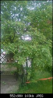 Unbekannte Pflanzen!-wp_20150526_004-kopie.jpg