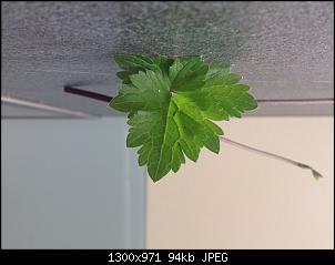 Unbekannte Pflanzen!-image.jpg