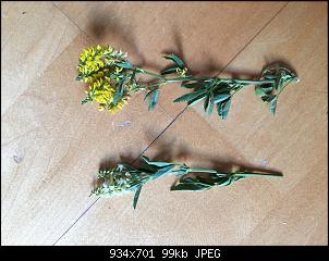 Steinklee - f�tterbar?-image.jpg