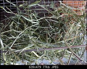 Ich will Hasenheu produzieren-k640_dsc00869.jpg