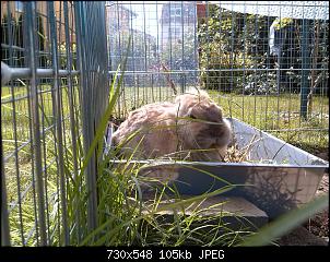 Ich will Hasenheu produzieren-img_20150731_092959.jpg