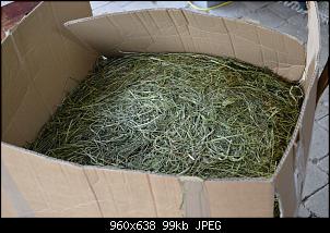 Ich will Hasenheu produzieren-dsc_4570.jpg