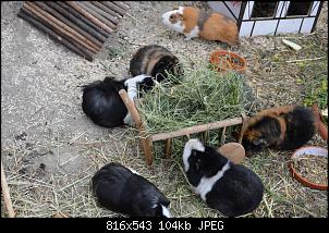 Ich will Hasenheu produzieren-dsc_4573.jpg
