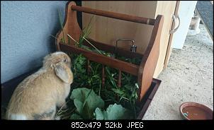 Heuraufe / Heubeh�lter-2015042518031100.jpg