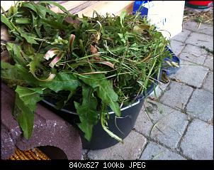 Was f�ttert ihr euren Nienchen heute?-img_2956.jpg